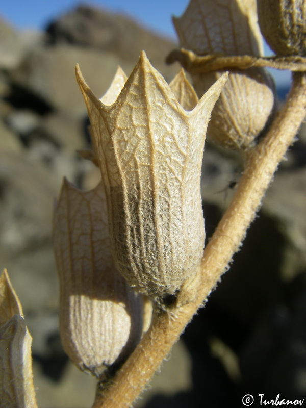 Изображение особи Hyoscyamus albus.