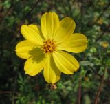 Cosmos sulphureus. Соцветие. Крым, Симферополь (в культуре). 30 октября 2008 г.