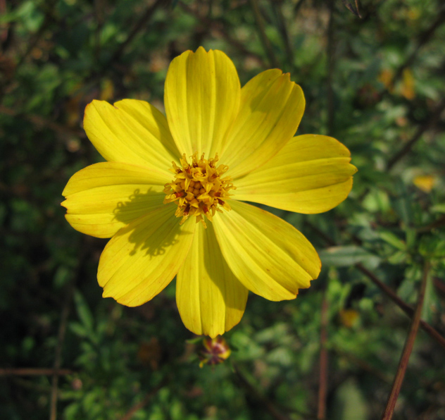 Изображение особи Cosmos sulphureus.