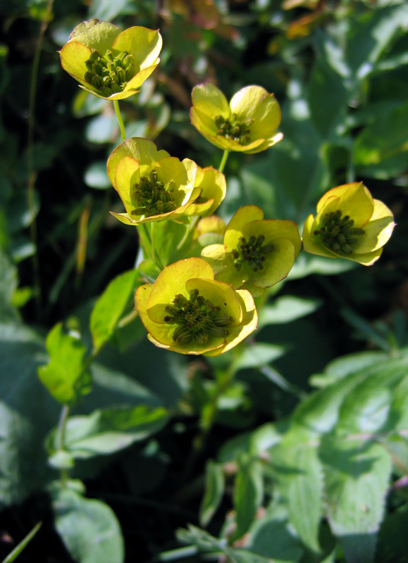 Изображение особи Bupleurum longifolium ssp. aureum.