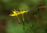 Mycelis muralis