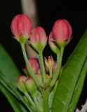 Asclepias curassavica