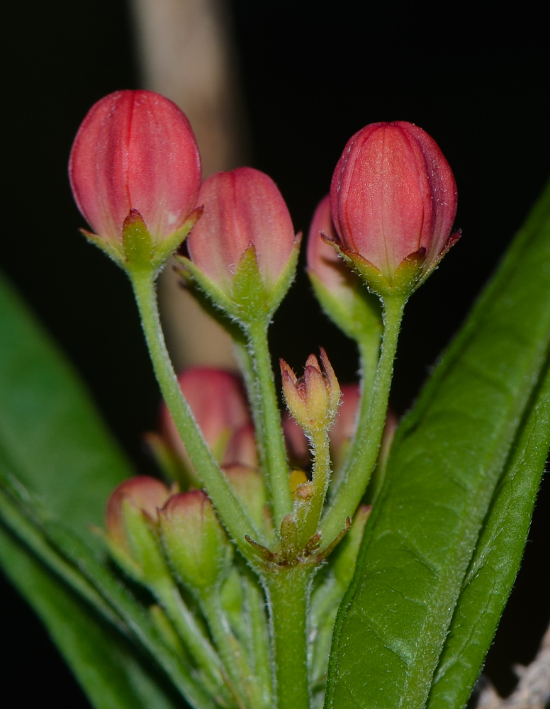 Image of Asclepias curassavica specimen.