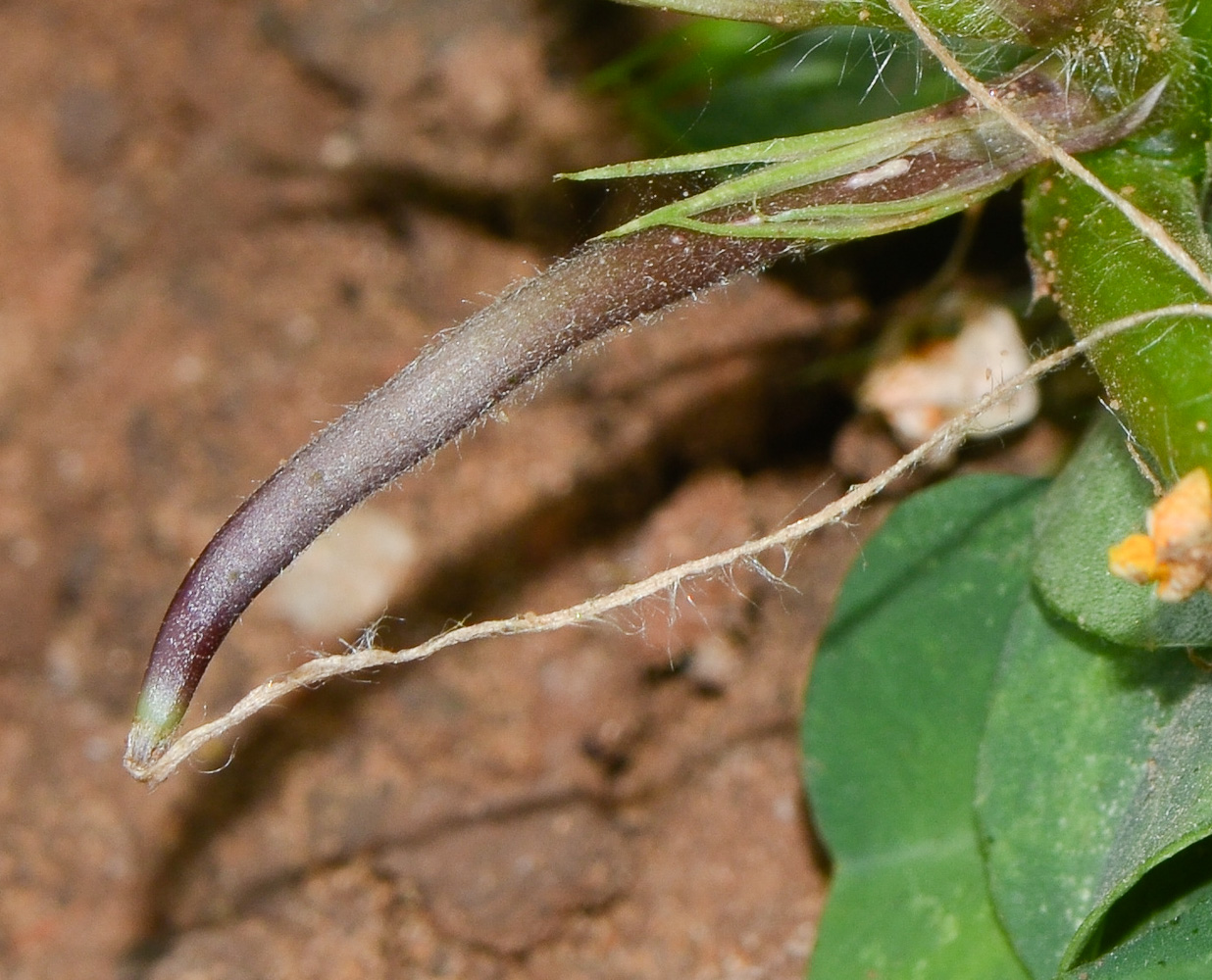 Изображение особи Arachis hypogaea.