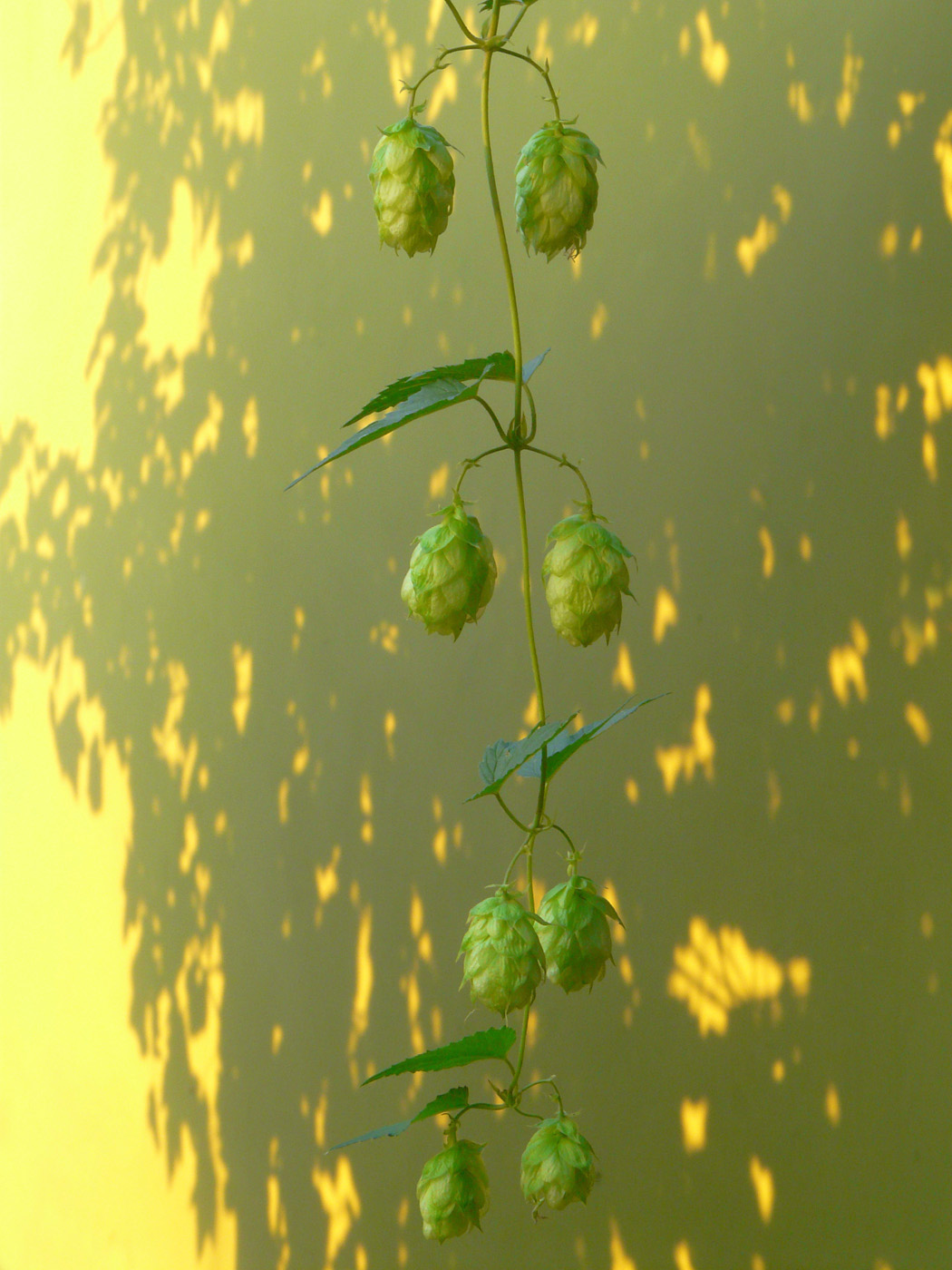 Image of Humulus lupulus specimen.