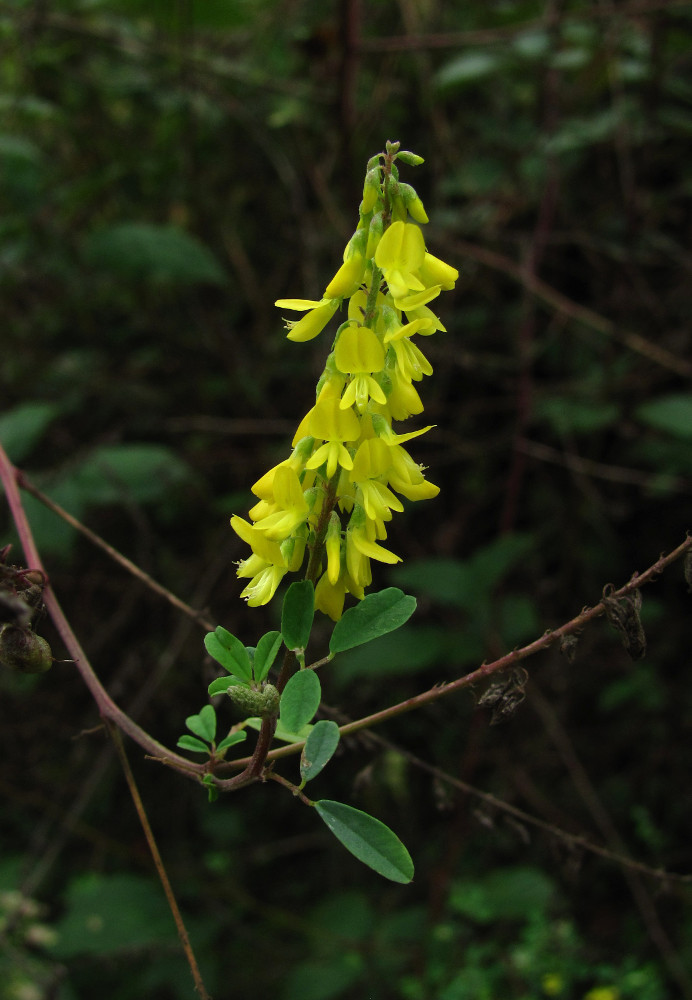 Изображение особи Melilotus hirsutus.