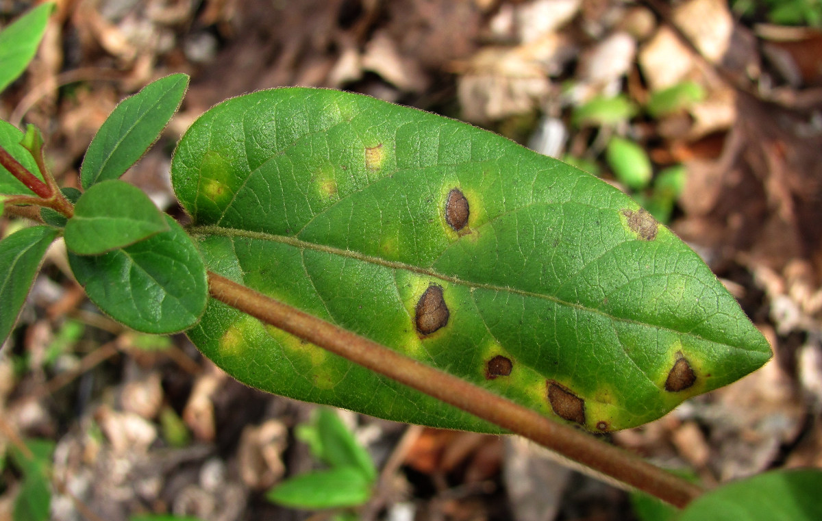 Image of Lonicera japonica specimen.