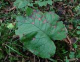 Trachystemon orientalis