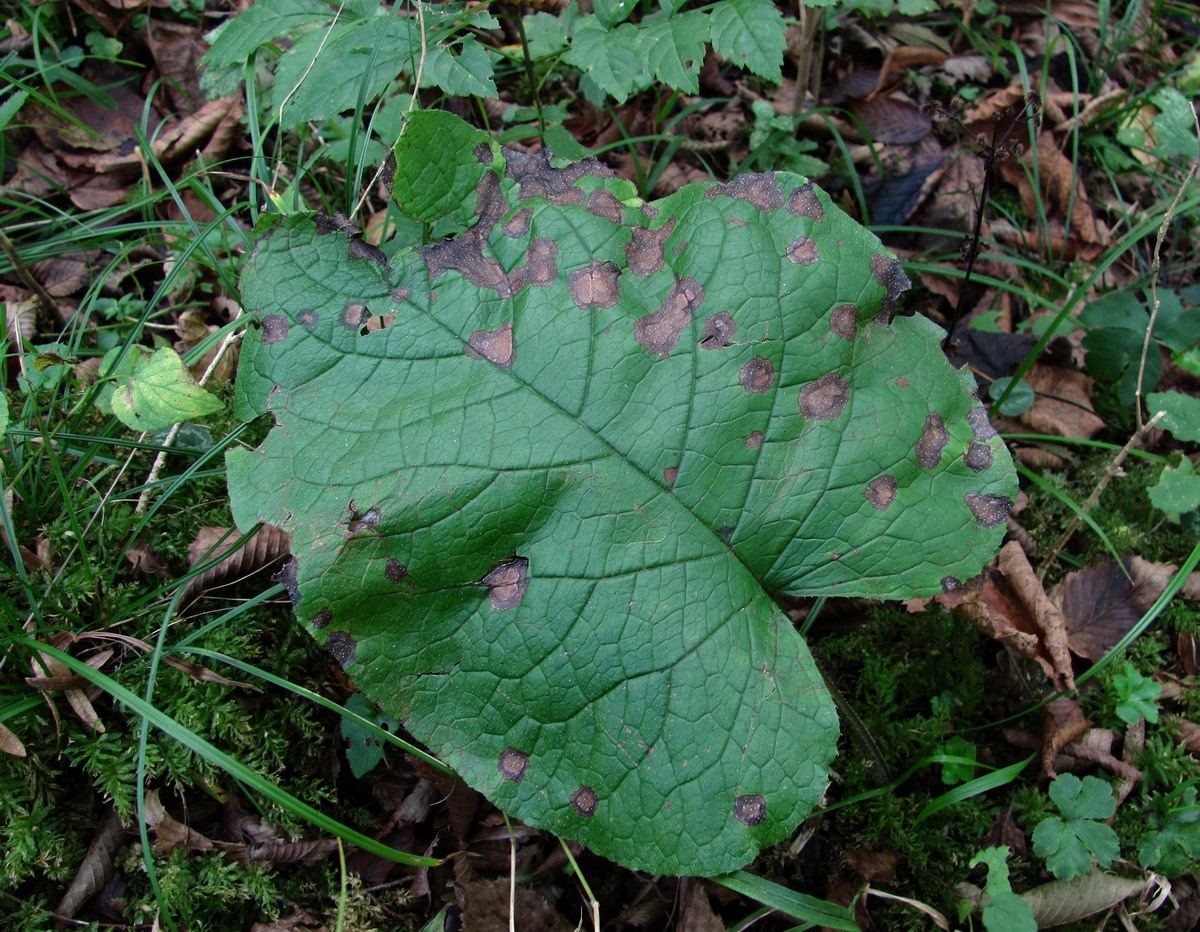 Изображение особи Trachystemon orientalis.