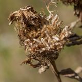 Centaurea pseudophrygia. Вызревшее соплодие с осыпающимися плодами; вверху - отвалившиеся сухие венчики цветков. Ленинградская обл., Всеволожский р-н, окр. пос. Медовое, выкашиваемая лужайка на опушке березняка на склоне холма. 24.08.2015.