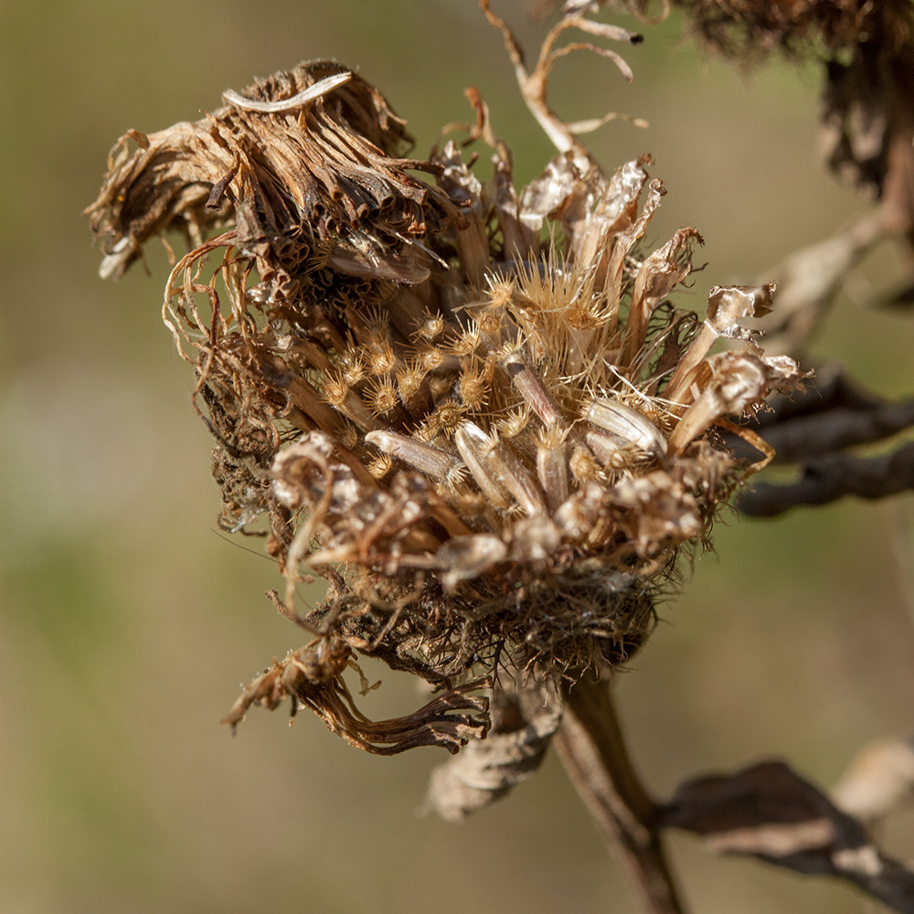 Image of Centaurea pseudophrygia specimen.