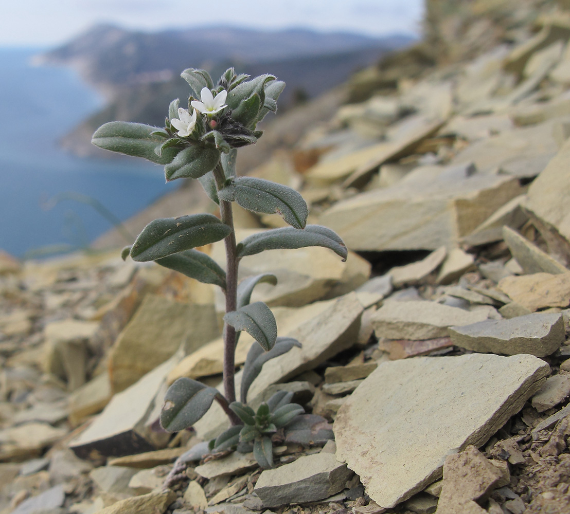 Image of Buglossoides arvensis specimen.