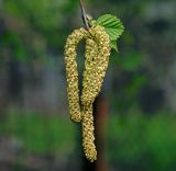 Betula pendula. Мужские соцветия. Московская обл., Раменский р-н, окр. дер. Хрипань, садовый участок. 11.05.2015.