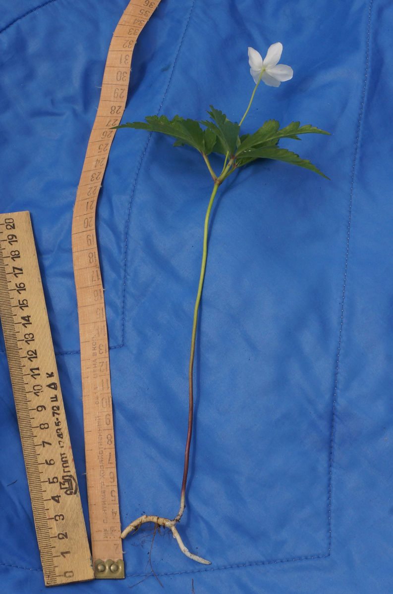 Image of Anemone umbrosa specimen.
