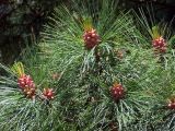 Pinus sibirica