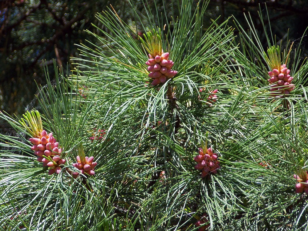 Image of Pinus sibirica specimen.
