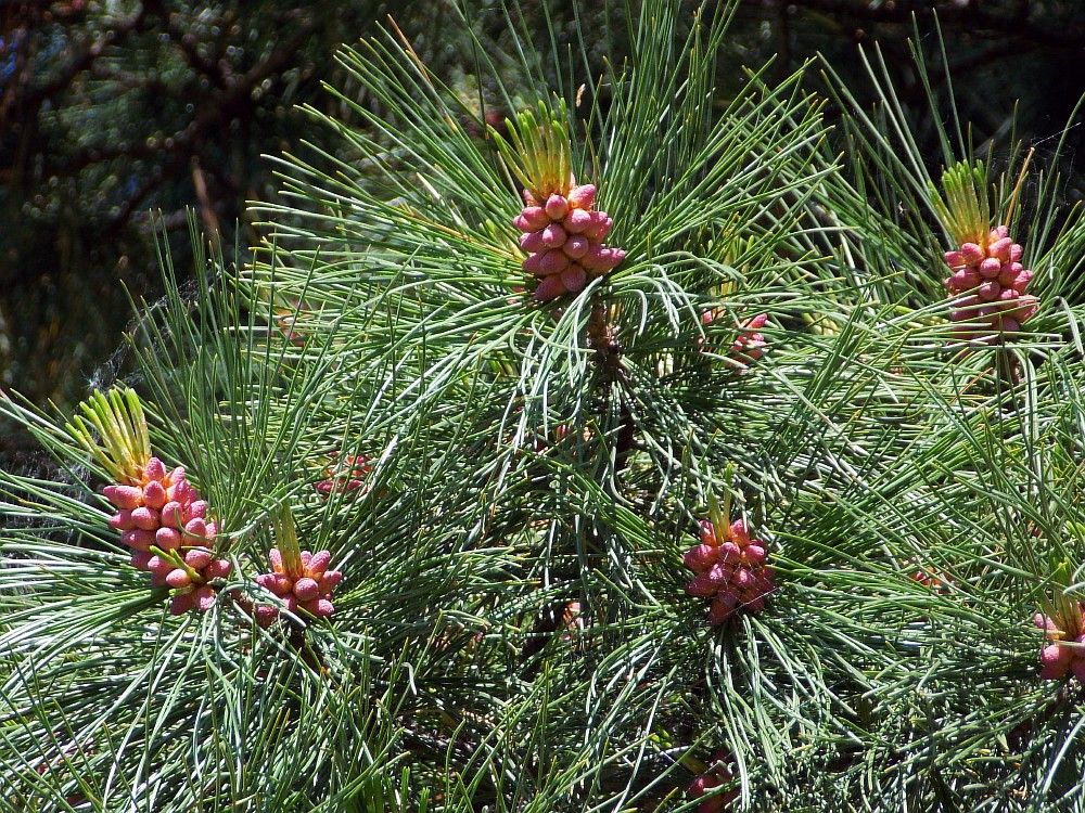 Изображение особи Pinus sibirica.