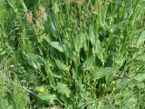 Rumex acetosa. Листья. Иркутская обл., Иркутский р-н, луг по левому берегу р. Ангара. 03.07.2014.