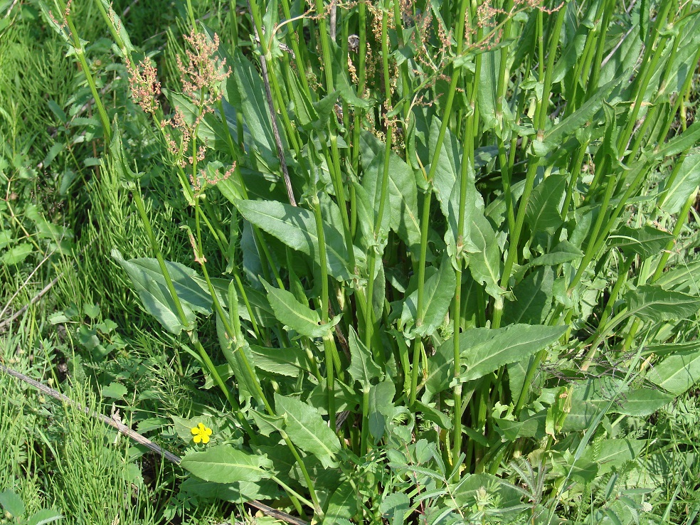 Изображение особи Rumex acetosa.