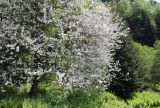 Malus orientalis