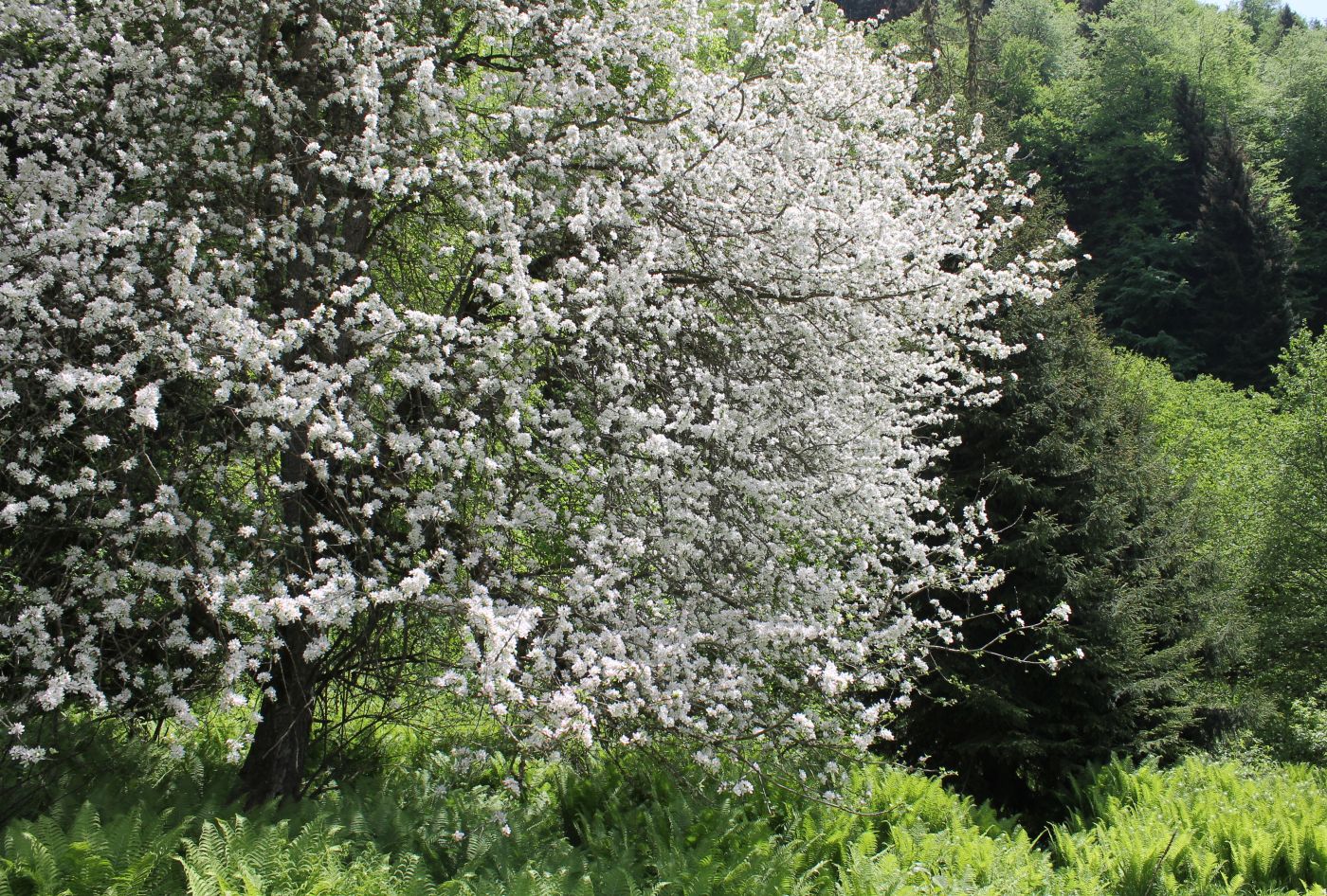 Изображение особи Malus orientalis.