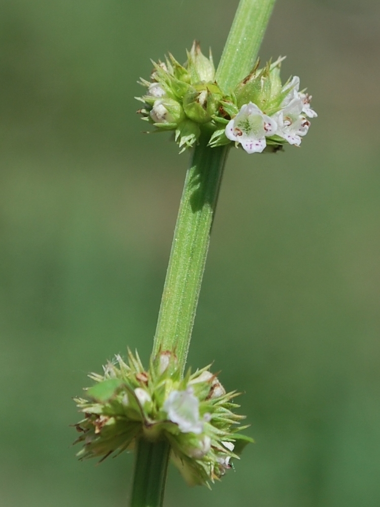 Изображение особи Lycopus europaeus.