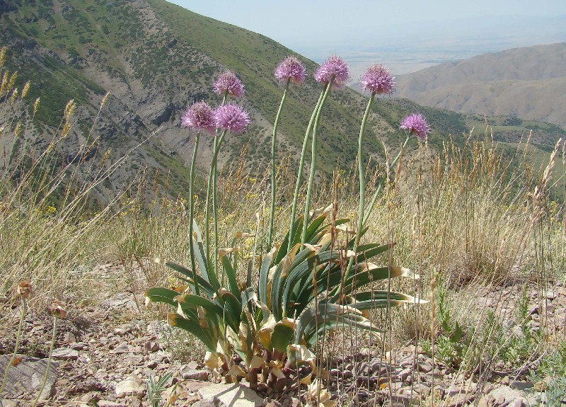 Изображение особи Allium carolinianum.