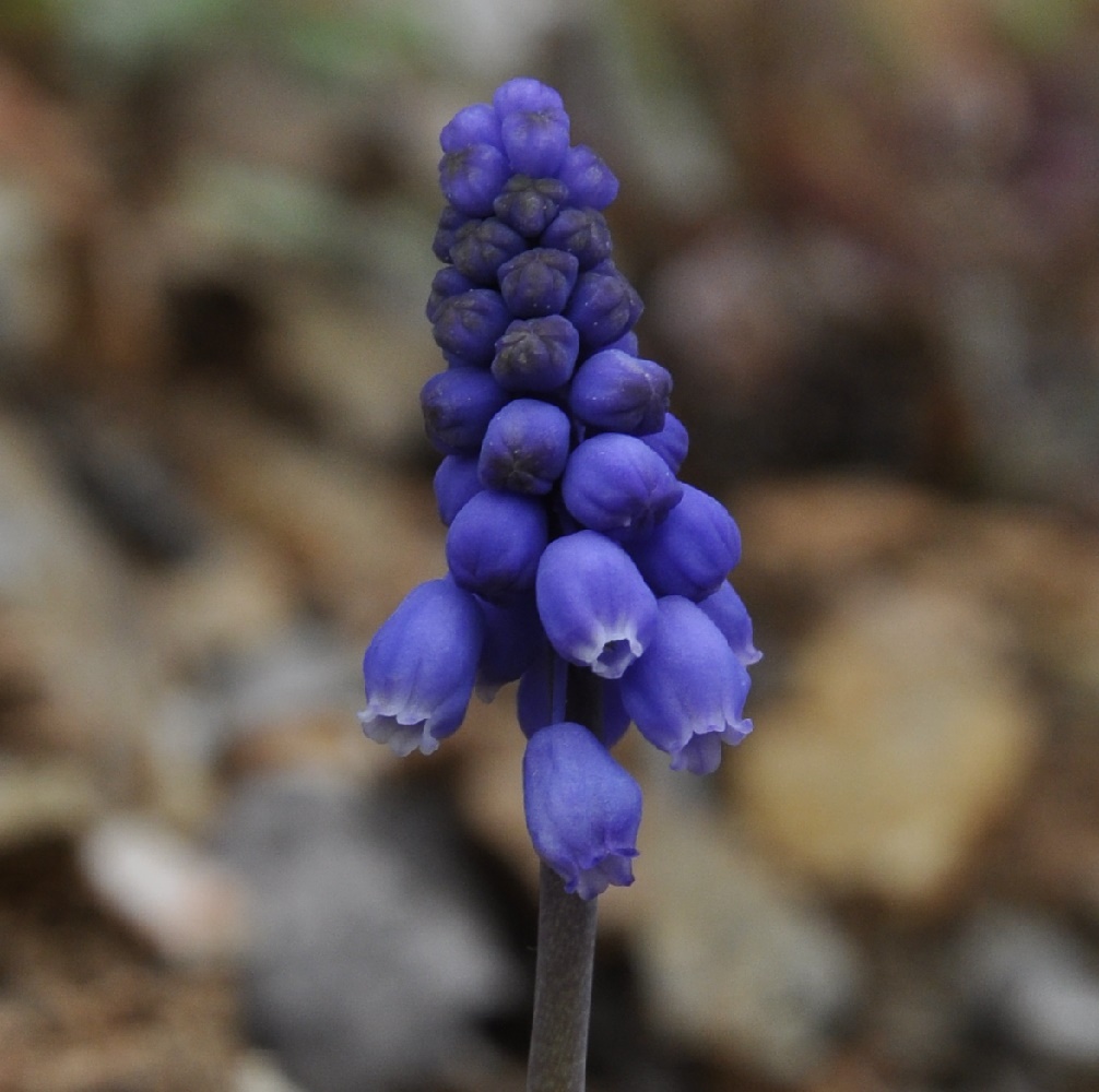 Image of Muscari armeniacum specimen.