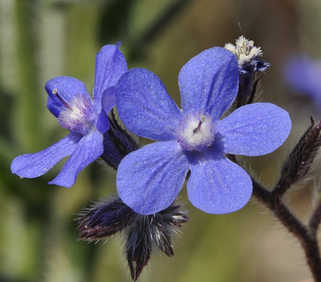 Изображение особи род Anchusa.