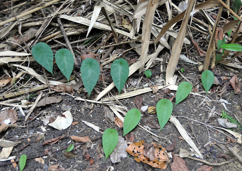 Image of Stephania capitata specimen.