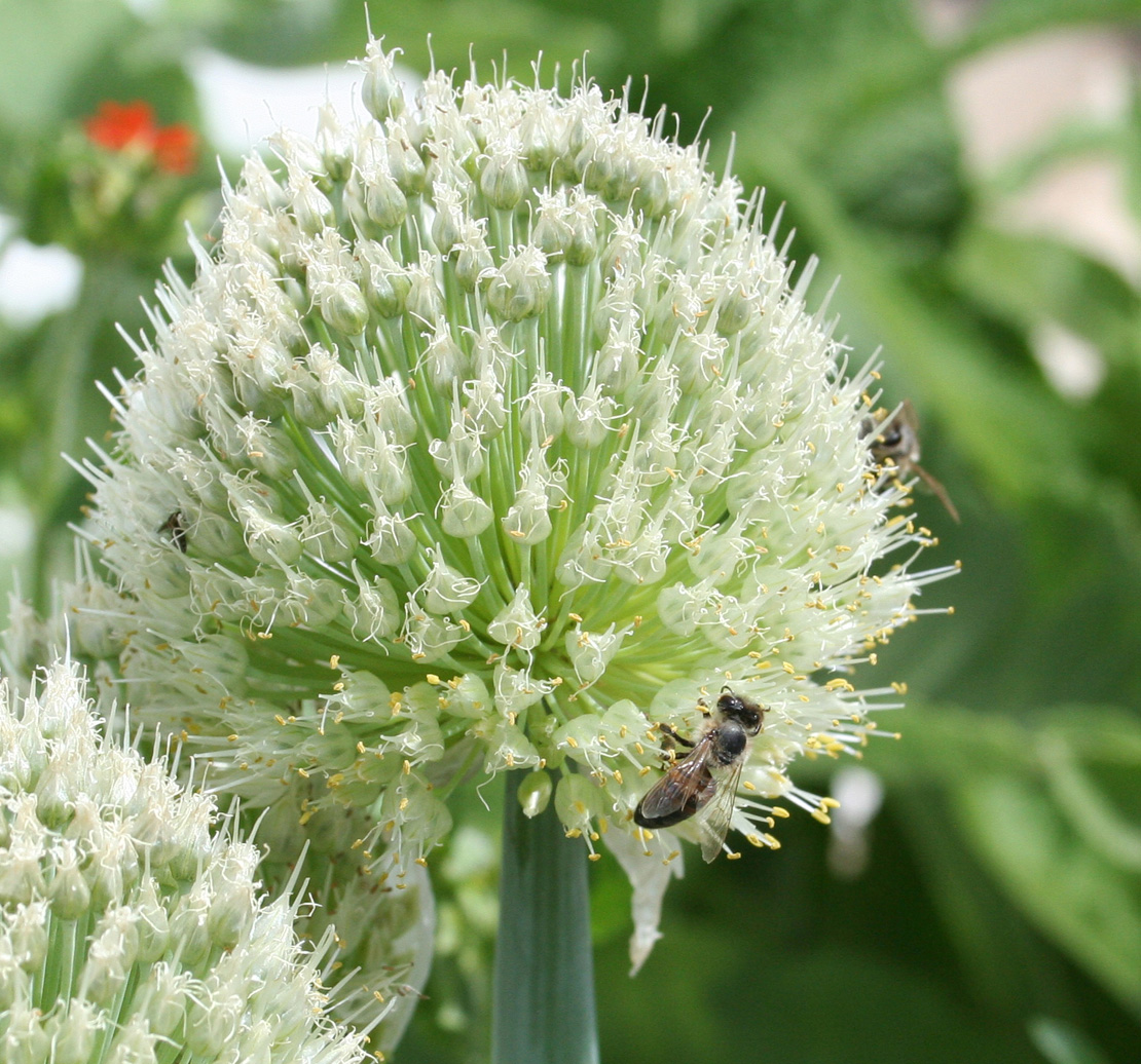 Изображение особи Allium fistulosum.