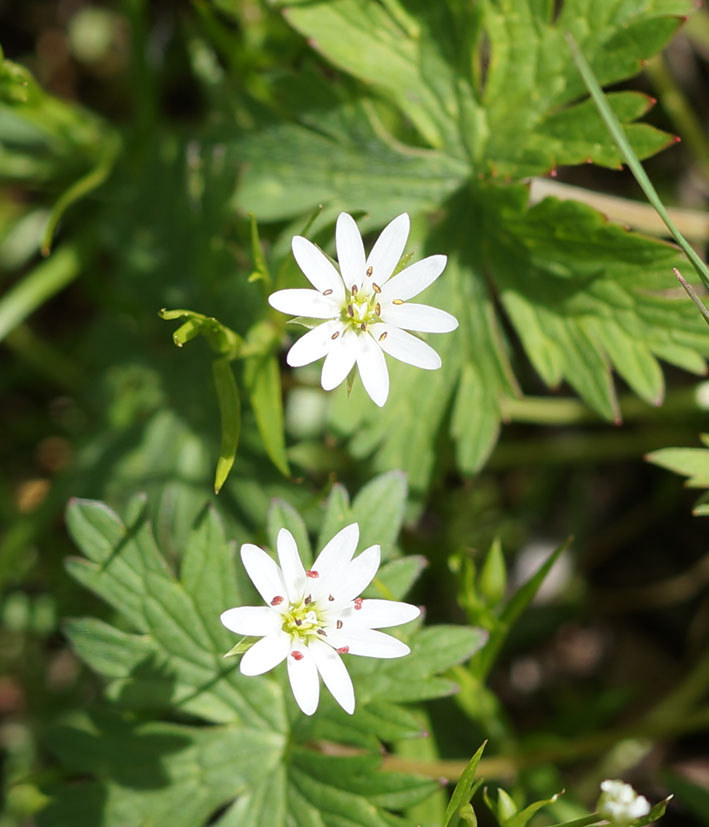 Изображение особи Stellaria soongorica.