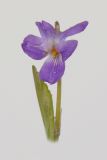 Image of taxon representative. Author is Раду Кибзий