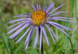 Erigeron flaccidus. Соцветие. Монголия, Монгольский Алтай, хребет Хуйтэн-Хошуу, ≈ 2100 м н.у.м., лиственничник. 08.07.2015.