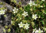 Saxifraga spinulosa