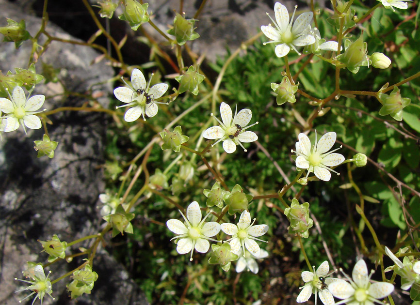 Image of Saxifraga spinulosa specimen.