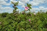 Rosa cinnamomea. Верхушки цветущих побегов. Новгородская обл., г. Боровичи, Бобровские горы, луг. 06.06.2015.