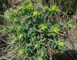 Euphorbia macrorhiza