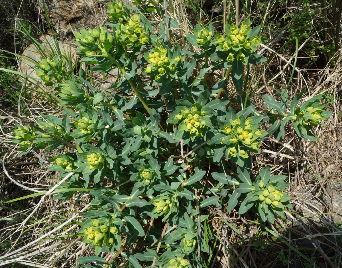 Изображение особи Euphorbia macrorhiza.