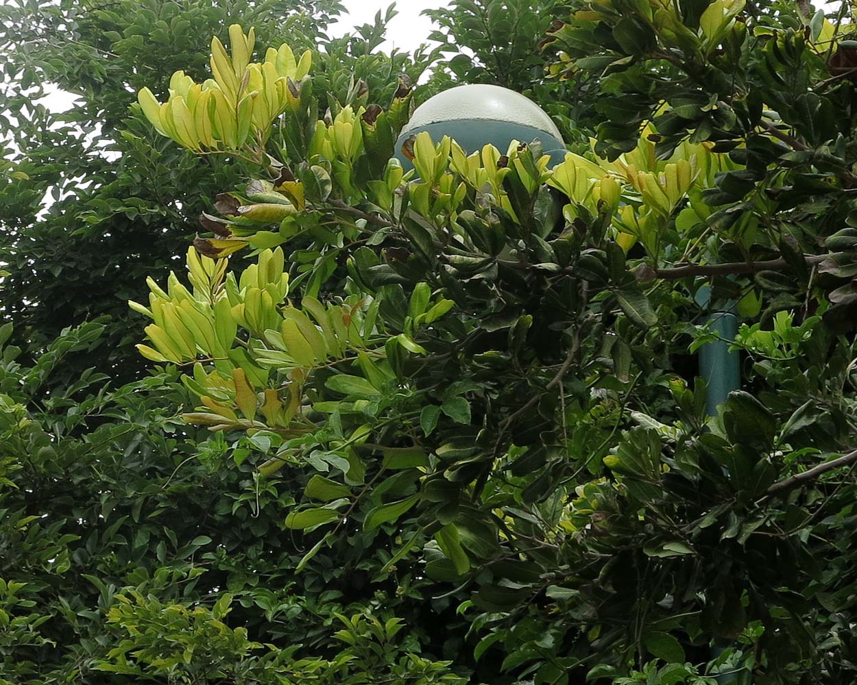 Изображение особи Cupaniopsis anacardioides.