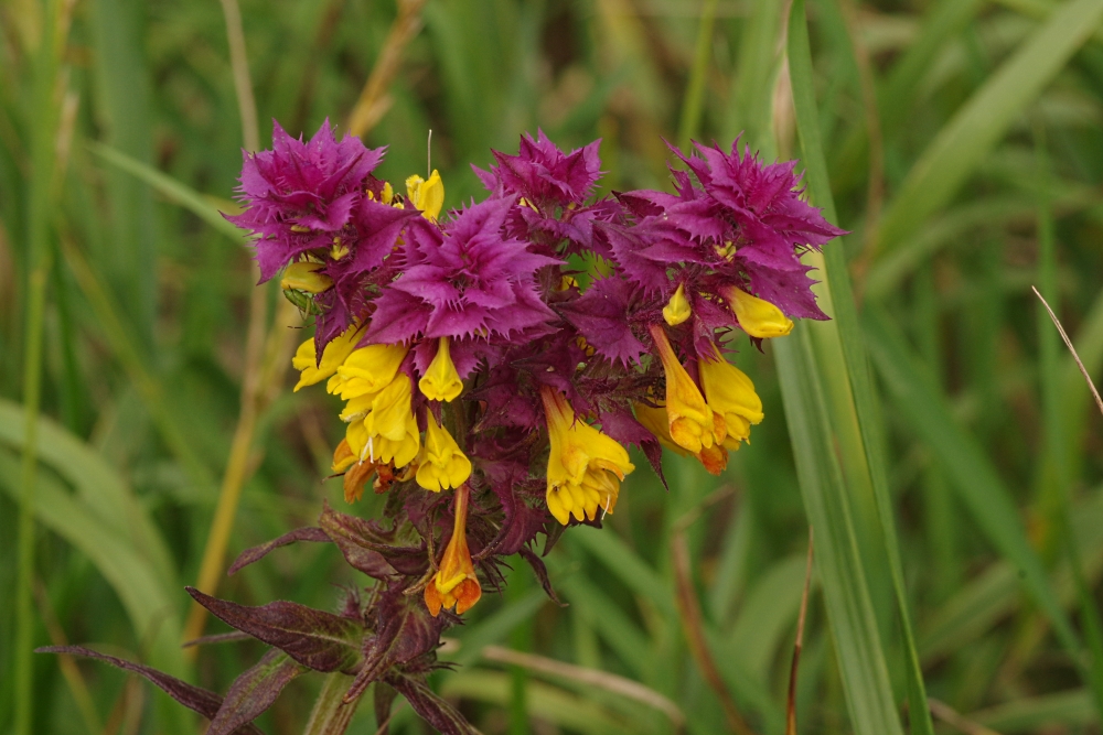 Image of Melampyrum nemorosum specimen.