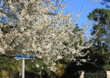 Prunus cerasifera. Часть кроны цветущего дерева. Абхазия, г. Сухум, ул. Леона, в культуре. 7 марта 2016 г.