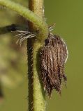 Glechoma hederacea. Сухие плоды. Санкт-Петербург, Пискарёвский парк. 16.09.2009.