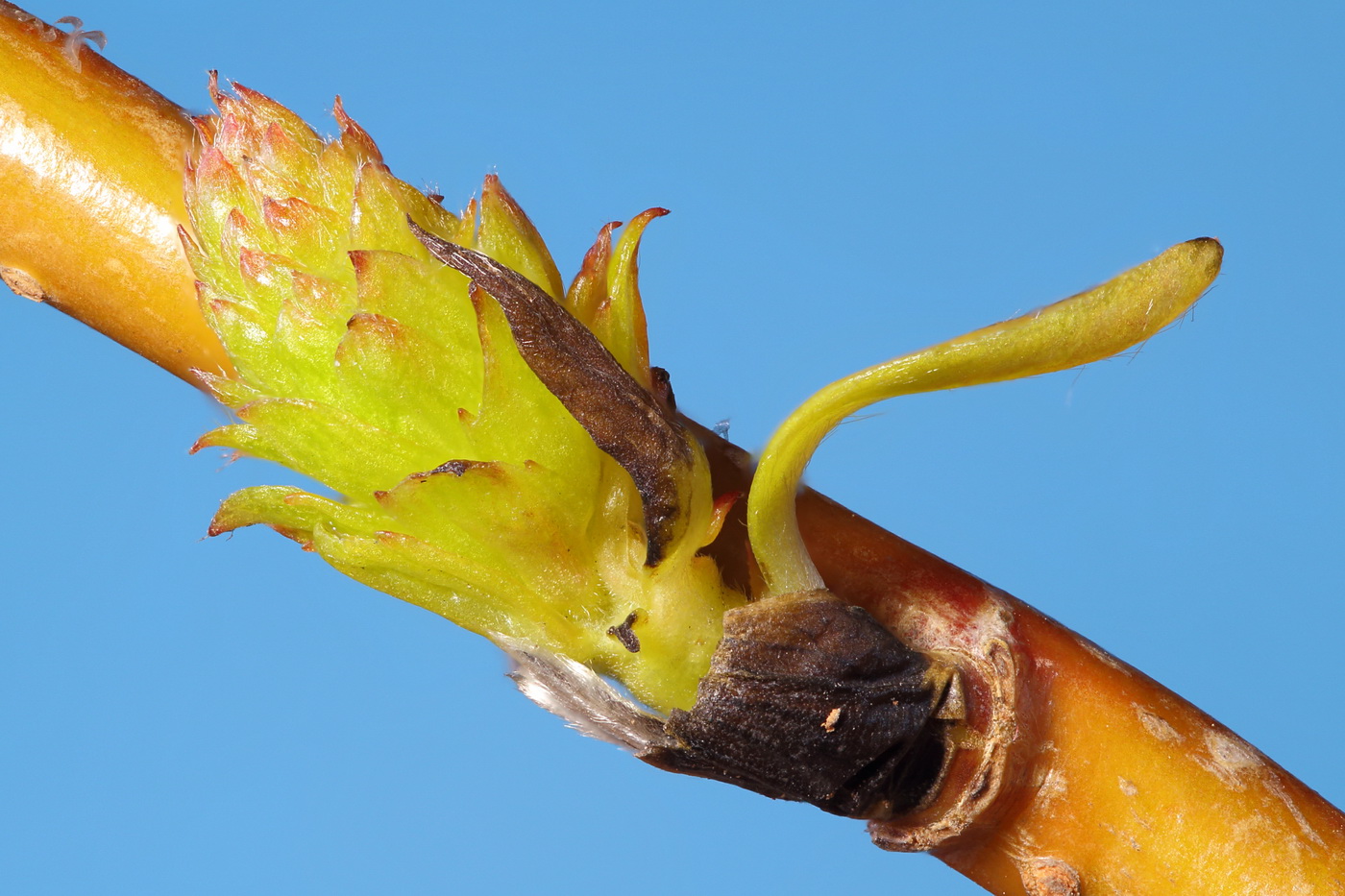 Изображение особи Salix matsudana.