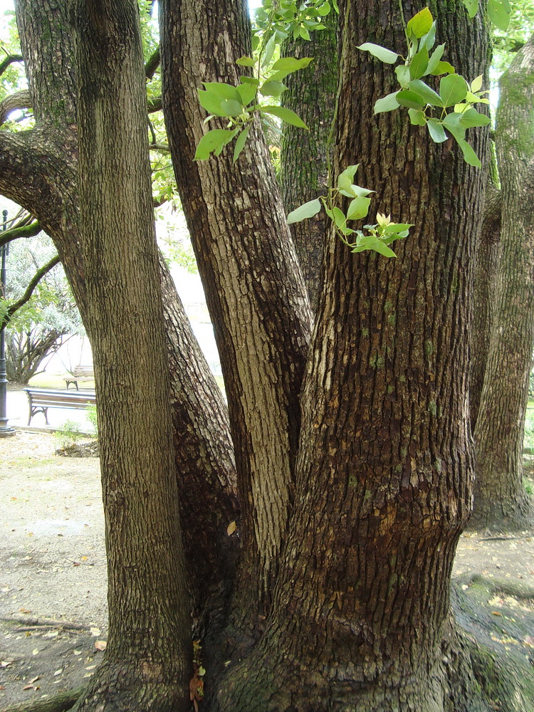 Image of Cinnamomum camphora specimen.