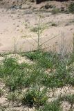 Sisymbrium altissimum