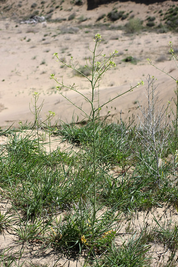 Изображение особи Sisymbrium altissimum.