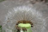 Taraxacum bachczisaraicum