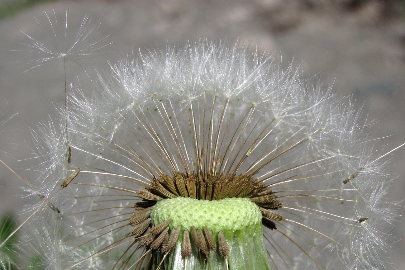 Изображение особи Taraxacum bachczisaraicum.