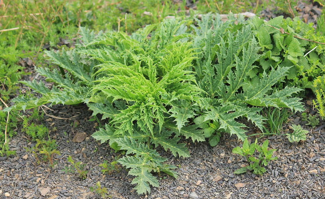 Image of Heracleum mantegazzianum specimen.